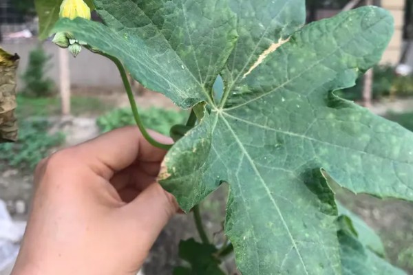 盆栽丝瓜的种植方法，播种前需浸种