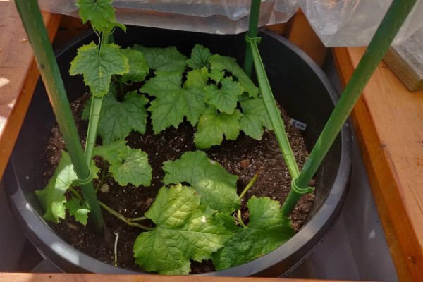盆栽丝瓜的种植方法，播种前需浸种