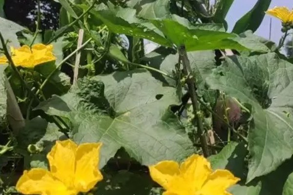 盆栽丝瓜的种植方法，播种前需浸种