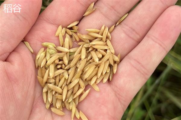 稻谷是大米吗,稻谷去皮以后才是大米
