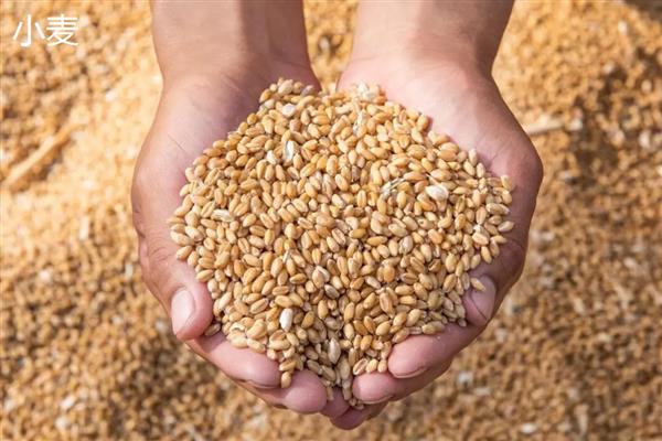 稻谷是大米吗,稻谷去皮以后才是大米