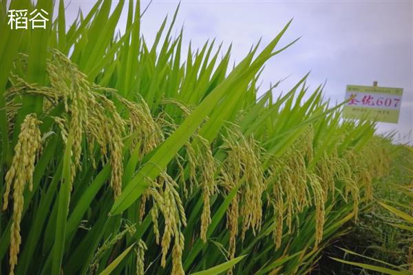 稻谷是大米吗,稻谷去皮以后才是大米