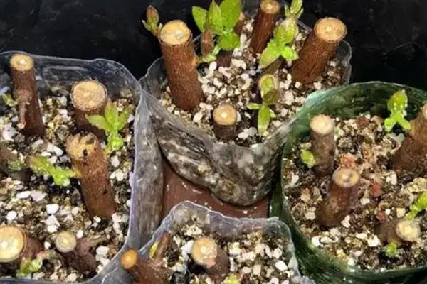 腊梅的移栽时间，在每年的冬春交替时节进行
