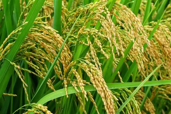 稻谷是大米吗,稻谷去皮以后才是大米