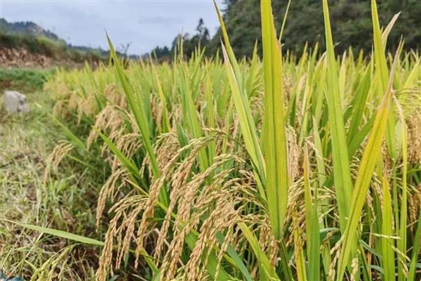 稻谷是大米吗,稻谷去皮以后才是大米