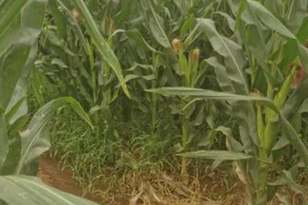 我国的糯玉米的产地，在云南省分布最广