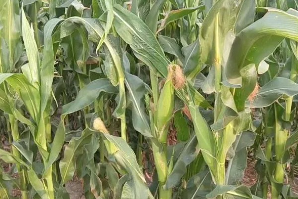 我国的糯玉米的产地，在云南省分布最广