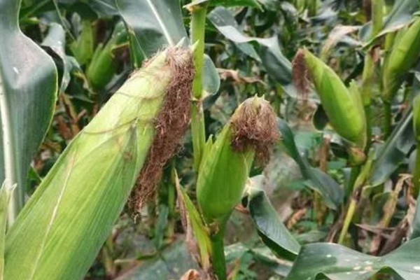 我国的糯玉米的产地，在云南省分布最广