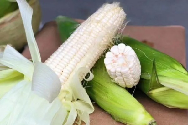 我国的糯玉米的产地，在云南省分布最广