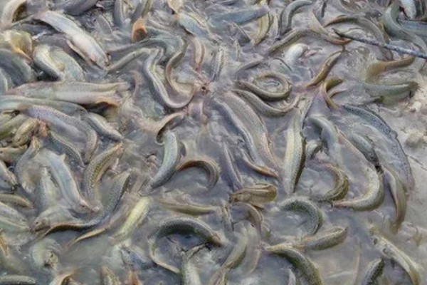 小泥鳅吃什么食物，可以取食浮游动物