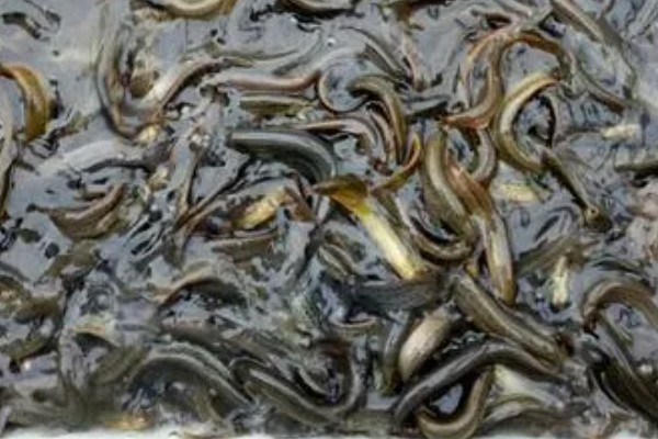 小泥鳅吃什么食物，可以取食浮游动物