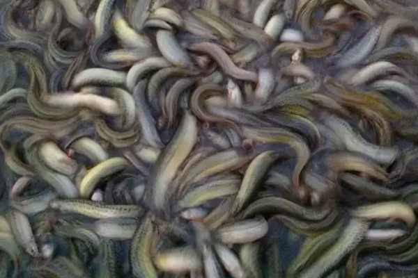 小泥鳅吃什么食物，可以取食浮游动物