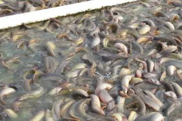 小泥鳅吃什么食物，可以取食浮游动物