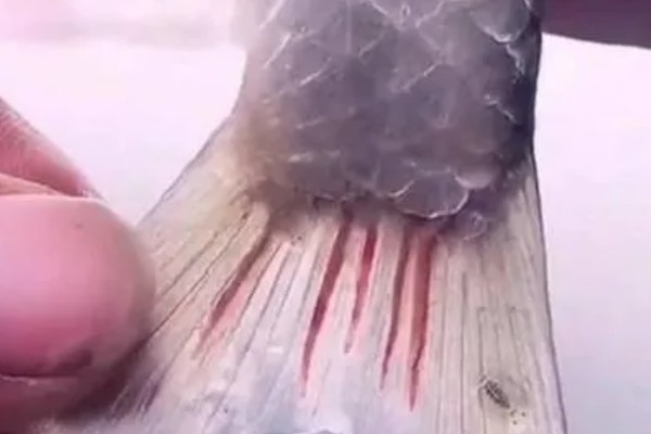 鱼尾巴烂了怎么处理，首先要给它适当换水