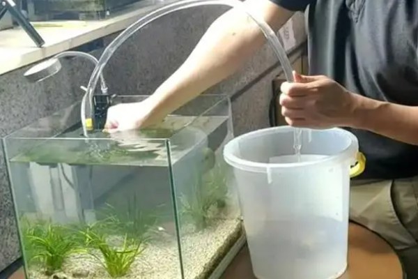 鱼尾巴烂了怎么处理，首先要给它适当换水