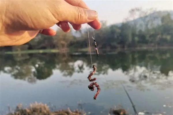 夏天钓鱼是用蚯蚓还是饵料,商品饵料可能要比用蚯蚓好