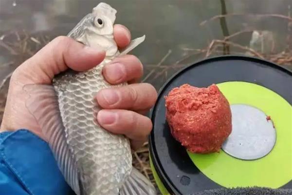 夏天钓鱼是用蚯蚓还是饵料,商品饵料可能要比用蚯蚓好