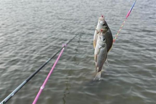 夏天钓鱼是用蚯蚓还是饵料,商品饵料可能要比用蚯蚓好