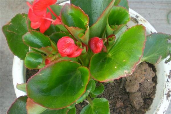 四季海棠叶子变软的原因，可能是浇水不当所致