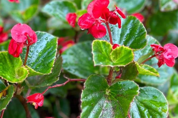 四季海棠叶子变软的原因，可能是浇水不当所致