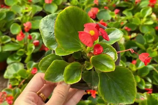 四季海棠叶子变软的原因，可能是浇水不当所致