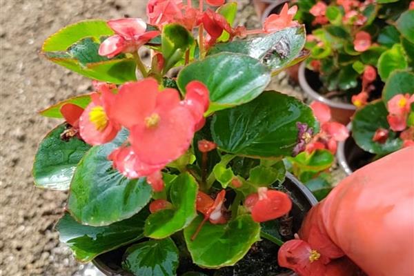 四季海棠叶子变软的原因，可能是浇水不当所致