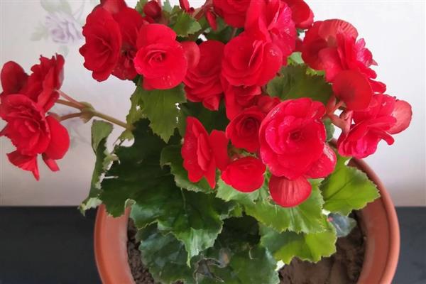 四季海棠叶子变软的原因，可能是浇水不当所致