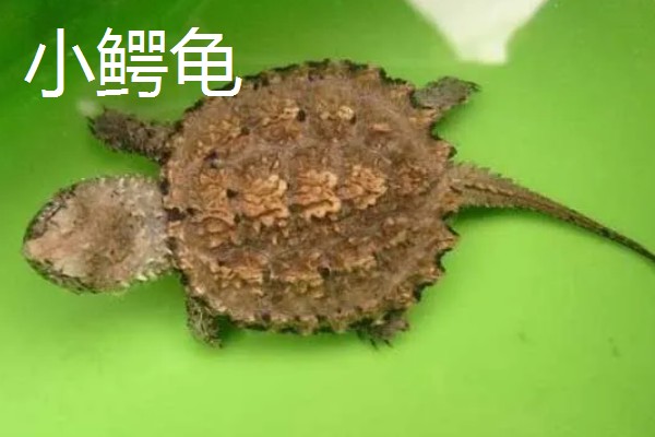 小鳄龟和佛鳄龟的区别，颜色和眼睛均不同