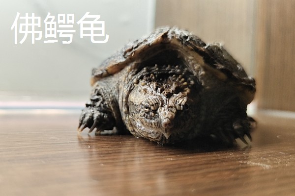 小鳄龟和佛鳄龟的区别，颜色和眼睛均不同