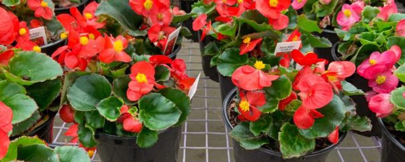 四季海棠叶子变软的原因，可能是浇水不当所致