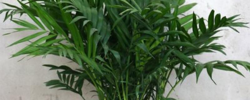 凤尾竹叶子尖变焦发黑的原因，可能是处于温度较低的环境中所致