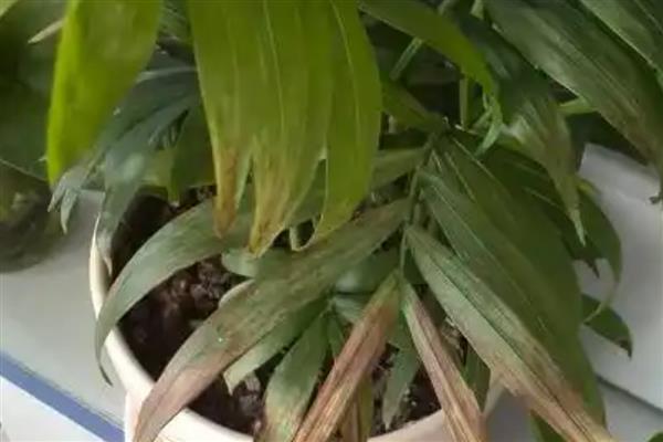 凤尾竹叶子尖变焦发黑的原因，可能是处于温度较低的环境中所致