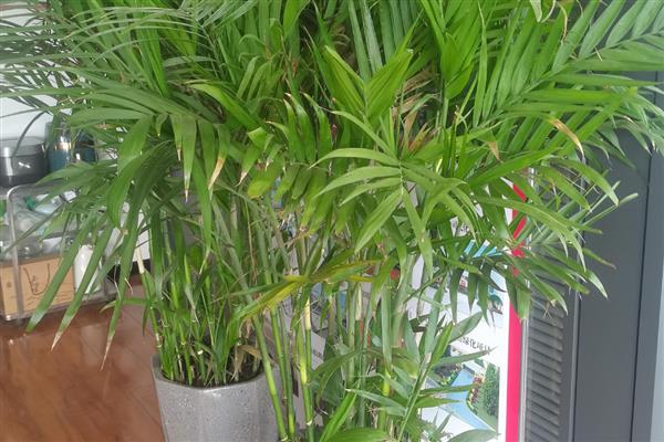 凤尾竹叶子尖变焦发黑的原因，可能是处于温度较低的环境中所致