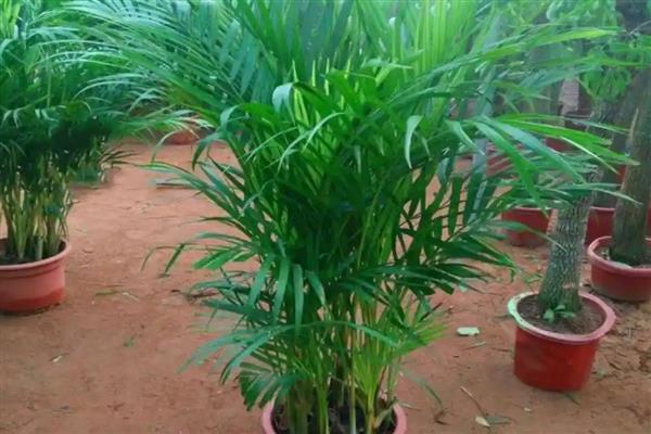 凤尾竹叶子尖变焦发黑的原因，可能是处于温度较低的环境中所致