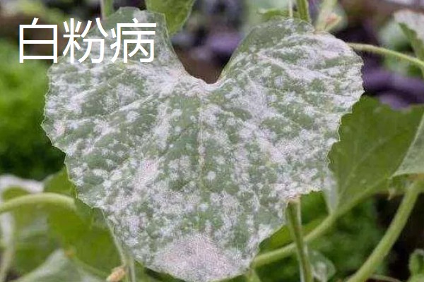 雪豆的病虫害及防治方法，常见的有白粉病和黑潜蝇