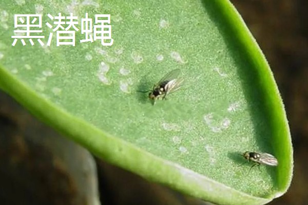 雪豆的病虫害及防治方法，常见的有白粉病和黑潜蝇