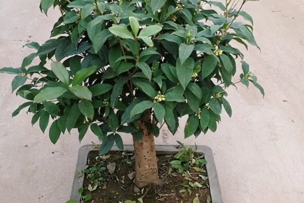 四季桂花怎么养殖，每天要晒光8-12小时