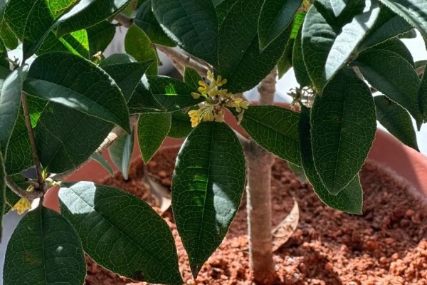 四季桂花怎么养殖，每天要晒光8-12小时
