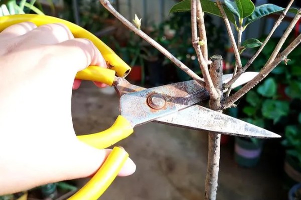 四季桂花怎么养殖，每天要晒光8-12小时