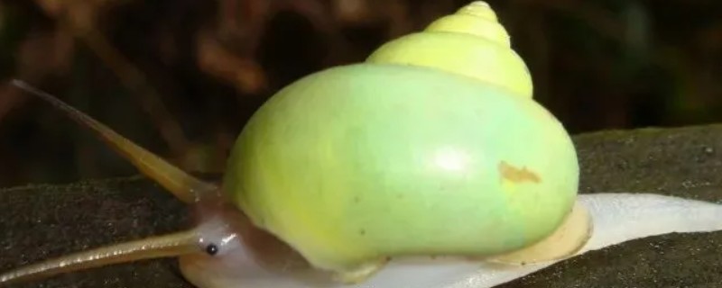 蜗牛的外壳形状，不同品种的形状不同