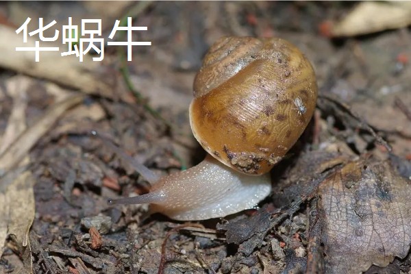 蜗牛的外壳形状，不同品种的形状不同