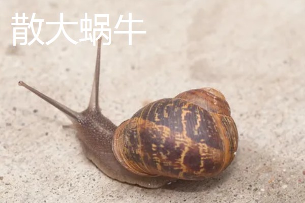 蜗牛的外壳形状，不同品种的形状不同