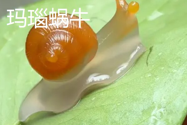 蜗牛的外壳形状，不同品种的形状不同