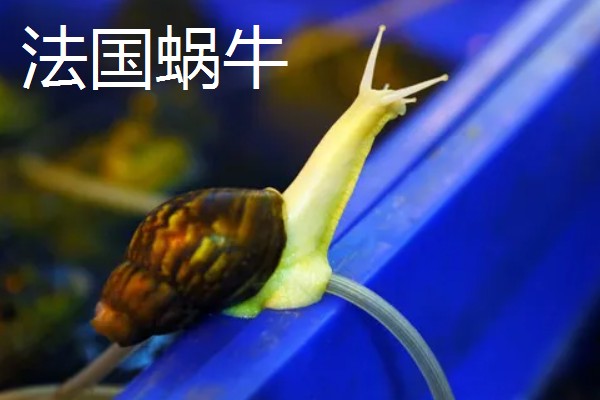 蜗牛的外壳形状，不同品种的形状不同