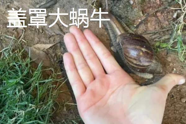 蜗牛的外壳形状，不同品种的形状不同