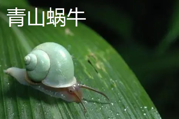 蜗牛的外壳形状，不同品种的形状不同