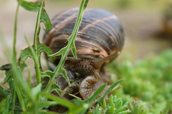 蜗牛的外壳形状，不同品种的形状不同