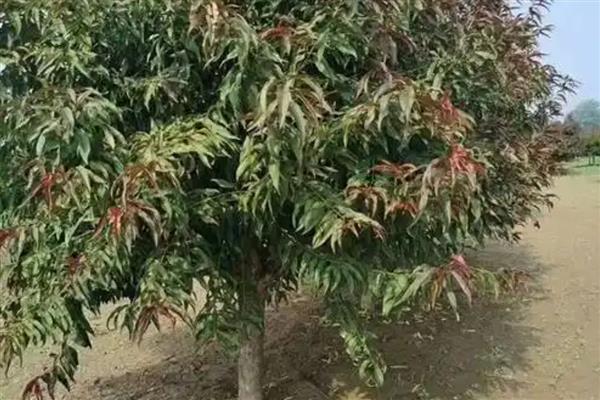 碧桃的嫁接繁殖方式，用嫁接繁殖成活率高