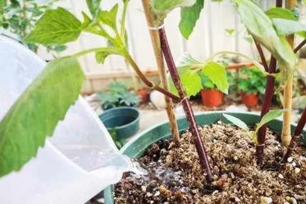 怎么配水培营养液，可使用高效花肥