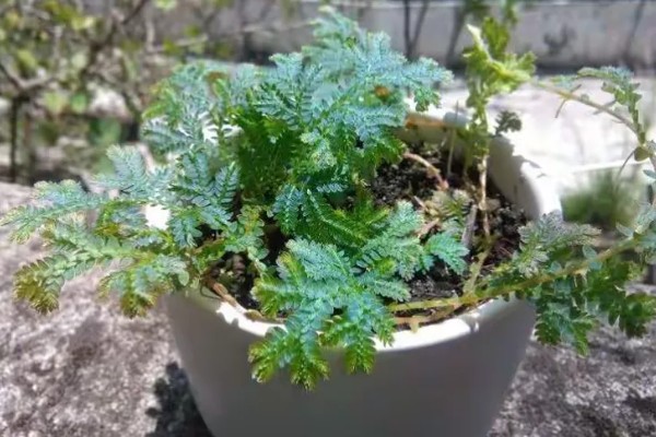 翠云草蔫了怎么处理，要保证其每天的光照时间